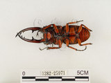中文名:兩點鋸鍬形蟲(1282-25971)學名:Prosopocoilus blanchardi (Parry, 1873)(1282-25971)中文別名:雙紅鋸鍬形蟲