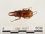 中文名:兩點鋸鍬形蟲(1282-26317)學名:Prosopocoilus blanchardi (Parry, 1873)(1282-26317)中文別名:雙紅鋸鍬形蟲