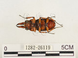 中文名:兩點鋸鍬形蟲(1282-26119)學名:Prosopocoilus blanchardi (Parry, 1873)(1282-26119)中文別名:雙紅鋸鍬形蟲