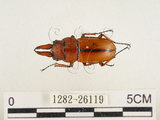 中文名:兩點鋸鍬形蟲(1282-26119)學名:Prosopocoilus blanchardi (Parry, 1873)(1282-26119)中文別名:雙紅鋸鍬形蟲