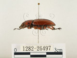 中文名:兩點鋸鍬形蟲(1282-26497)學名:Prosopocoilus blanchardi (Parry, 1873)(1282-26497)中文別名:雙紅鋸鍬形蟲
