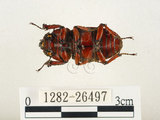 中文名:兩點鋸鍬形蟲(1282-26497)學名:Prosopocoilus blanchardi (Parry, 1873)(1282-26497)中文別名:雙紅鋸鍬形蟲