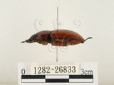 中文名:兩點鋸鍬形蟲(1282-26833)學名:Prosopocoilus blanchardi (Parry, 1873)(1282-26833)中文別名:雙紅鋸鍬形蟲
