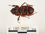 中文名:兩點鋸鍬形蟲(1282-26833)學名:Prosopocoilus blanchardi (Parry, 1873)(1282-26833)中文別名:雙紅鋸鍬形蟲