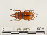 中文名:兩點鋸鍬形蟲(1282-26177)學名:Prosopocoilus blanchardi (Parry, 1873)(1282-26177)中文別名:雙紅鋸鍬形蟲