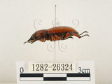 中文名:兩點鋸鍬形蟲(1282-26324)學名:Prosopocoilus blanchardi (Parry, 1873)(1282-26324)中文別名:雙紅鋸鍬形蟲