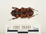 中文名:兩點鋸鍬形蟲(1282-26324)學名:Prosopocoilus blanchardi (Parry, 1873)(1282-26324)中文別名:雙紅鋸鍬形蟲