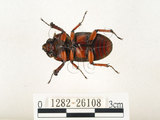 中文名:兩點鋸鍬形蟲(1282-26108)學名:Prosopocoilus blanchardi (Parry, 1873)(1282-26108)中文別名:雙紅鋸鍬形蟲