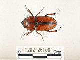 中文名:兩點鋸鍬形蟲(1282-26108)學名:Prosopocoilus blanchardi (Parry, 1873)(1282-26108)中文別名:雙紅鋸鍬形蟲