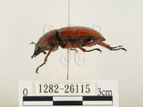 中文名:兩點鋸鍬形蟲(1282-26115)學名:Prosopocoilus blanchardi (Parry, 1873)(1282-26115)中文別名:雙紅鋸鍬形蟲