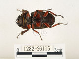 中文名:兩點鋸鍬形蟲(1282-26115)學名:Prosopocoilus blanchardi (Parry, 1873)(1282-26115)中文別名:雙紅鋸鍬形蟲
