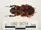 中文名:兩點鋸鍬形蟲(1282-26716)學名:Prosopocoilus blanchardi (Parry, 1873)(1282-26716)中文別名:雙紅鋸鍬形蟲