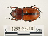 中文名:兩點鋸鍬形蟲(1282-26716)學名:Prosopocoilus blanchardi (Parry, 1873)(1282-26716)中文別名:雙紅鋸鍬形蟲