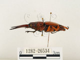 中文名:兩點鋸鍬形蟲(1282-26534)學名:Prosopocoilus blanchardi (Parry, 1873)(1282-26534)中文別名:雙紅鋸鍬形蟲