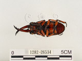 中文名:兩點鋸鍬形蟲(1282-26534)學名:Prosopocoilus blanchardi (Parry, 1873)(1282-26534)中文別名:雙紅鋸鍬形蟲