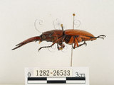 中文名:兩點鋸鍬形蟲(1282-26533)學名:Prosopocoilus blanchardi (Parry, 1873)(1282-26533)中文別名:雙紅鋸鍬形蟲