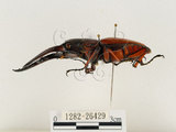 中文名:兩點鋸鍬形蟲(1282-26429)學名:Prosopocoilus blanchardi (Parry, 1873)(1282-26429)中文別名:雙紅鋸鍬形蟲