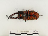 中文名:兩點鋸鍬形蟲(1282-26429)學名:Prosopocoilus blanchardi (Parry, 1873)(1282-26429)中文別名:雙紅鋸鍬形蟲