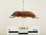 中文名:兩點鋸鍬形蟲(1358-2)學名:Prosopocoilus blanchardi (Parry, 1873)(1358-2)中文別名:雙紅鋸鍬形蟲