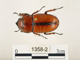 中文名:兩點鋸鍬形蟲(1358-2)學名:Prosopocoilus blanchardi (Parry, 1873)(1358-2)中文別名:雙紅鋸鍬形蟲