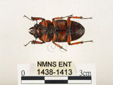 中文名:兩點鋸鍬形蟲(1438-1413)學名:Prosopocoilus blanchardi (Parry, 1873)(1438-1413)中文別名:雙紅鋸鍬形蟲