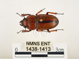 中文名:兩點鋸鍬形蟲(1438-1413)學名:Prosopocoilus blanchardi (Parry, 1873)(1438-1413)中文別名:雙紅鋸鍬形蟲