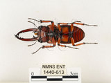中文名:兩點鋸鍬形蟲(1440-613)學名:Prosopocoilus blanchardi (Parry, 1873)(1440-613)中文別名:雙紅鋸鍬形蟲