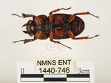 中文名:兩點鋸鍬形蟲(1440-746)學名:Prosopocoilus blanchardi (Parry, 1873)(1440-746)中文別名:雙紅鋸鍬形蟲