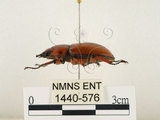 中文名:兩點鋸鍬形蟲(1440-576)學名:Prosopocoilus blanchardi (Parry, 1873)(1440-576)中文別名:雙紅鋸鍬形蟲