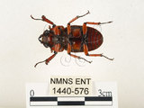 中文名:兩點鋸鍬形蟲(1440-576)學名:Prosopocoilus blanchardi (Parry, 1873)(1440-576)中文別名:雙紅鋸鍬形蟲