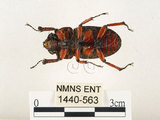 中文名:兩點鋸鍬形蟲(1440-563)學名:Prosopocoilus blanchardi (Parry, 1873)(1440-563)中文別名:雙紅鋸鍬形蟲