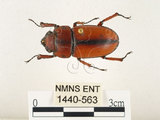 中文名:兩點鋸鍬形蟲(1440-563)學名:Prosopocoilus blanchardi (Parry, 1873)(1440-563)中文別名:雙紅鋸鍬形蟲