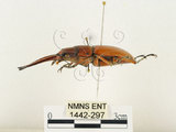 中文名:兩點鋸鍬形蟲(1442-297)學名:Prosopocoilus blanchardi (Parry, 1873)(1442-297)中文別名:雙紅鋸鍬形蟲