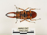 中文名:兩點鋸鍬形蟲(1442-297)學名:Prosopocoilus blanchardi (Parry, 1873)(1442-297)中文別名:雙紅鋸鍬形蟲