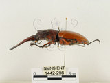 中文名:兩點鋸鍬形蟲(1442-298)學名:Prosopocoilus blanchardi (Parry, 1873)(1442-298)中文別名:雙紅鋸鍬形蟲