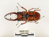 中文名:兩點鋸鍬形蟲(1442-298)學名:Prosopocoilus blanchardi (Parry, 1873)(1442-298)中文別名:雙紅鋸鍬形蟲