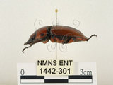 中文名:兩點鋸鍬形蟲(1442-301)學名:Prosopocoilus blanchardi (Parry, 1873)(1442-301)中文別名:雙紅鋸鍬形蟲
