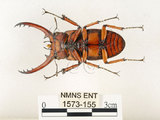 中文名:兩點鋸鍬形蟲(1573-155)學名:Prosopocoilus blanchardi (Parry, 1873)(1573-155)中文別名:雙紅鋸鍬形蟲