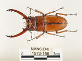 中文名:兩點鋸鍬形蟲(1573-155)學名:Prosopocoilus blanchardi (Parry, 1873)(1573-155)中文別名:雙紅鋸鍬形蟲