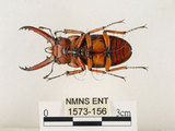 中文名:兩點鋸鍬形蟲(1573-156)學名:Prosopocoilus blanchardi (Parry, 1873)(1573-156)中文別名:雙紅鋸鍬形蟲