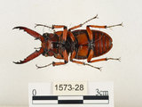 中文名:兩點鋸鍬形蟲(1573-28)學名:Prosopocoilus blanchardi (Parry, 1873)(1573-28)中文別名:雙紅鋸鍬形蟲