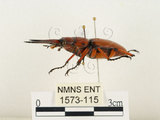 中文名:兩點鋸鍬形蟲(1573-115)學名:Prosopocoilus blanchardi (Parry, 1873)(1573-115)中文別名:雙紅鋸鍬形蟲