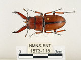 中文名:兩點鋸鍬形蟲(1573-115)學名:Prosopocoilus blanchardi (Parry, 1873)(1573-115)中文別名:雙紅鋸鍬形蟲