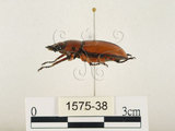 中文名:兩點鋸鍬形蟲(1575-38)學名:Prosopocoilus blanchardi (Parry, 1873)(1575-38)中文別名:雙紅鋸鍬形蟲