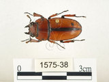 中文名:兩點鋸鍬形蟲(1575-38)學名:Prosopocoilus blanchardi (Parry, 1873)(1575-38)中文別名:雙紅鋸鍬形蟲