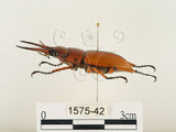 中文名:兩點鋸鍬形蟲(1575-42)學名:Prosopocoilus blanchardi (Parry, 1873)(1575-42)中文別名:雙紅鋸鍬形蟲