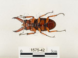 中文名:兩點鋸鍬形蟲(1575-42)學名:Prosopocoilus blanchardi (Parry, 1873)(1575-42)中文別名:雙紅鋸鍬形蟲
