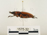 中文名:兩點鋸鍬形蟲(1575-32)學名:Prosopocoilus blanchardi (Parry, 1873)(1575-32)中文別名:雙紅鋸鍬形蟲