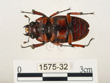 中文名:兩點鋸鍬形蟲(1575-32)學名:Prosopocoilus blanchardi (Parry, 1873)(1575-32)中文別名:雙紅鋸鍬形蟲