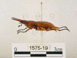 中文名:兩點鋸鍬形蟲(1575-19)學名:Prosopocoilus blanchardi (Parry, 1873)(1575-19)中文別名:雙紅鋸鍬形蟲